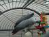 Wundersch�ne Graupapageien f�r ein sch�n