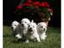 West Highland White Terrier