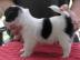 CHIHUAHUA-Welpen, R�den&H�ndinnen,mit Ah