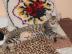 Cattery Albisavannah CZ - 2 Savannah