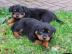 Zwei Perfekt Rottweiler Welpen WhatsApp