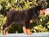 Reinrassige  Rottweilerwelpen
