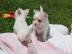 S?sse Chihuahua Welpen