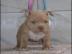 American PitBull Welpen