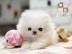 Reinrassige Zwergspitz / Pomeranian welp