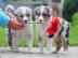 Bildsch�ne Australian Shepherd Welpen