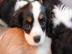 Cavalier King Charles Spaniel Welpen