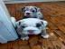 Englische Bulldogge