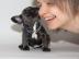 Zuckers��e Mini Franz�sisch Bulldogge