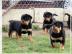 Rottweiler welpen m�nnlich und weiblich