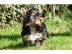 Putzige  Yorkshire Terrier  welpen