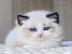 Zu Hause aufgezogene Ragdoll-K�tzchen