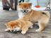 Shiba Inu Welpen
