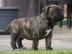 Wundervolle Dogo Canario Welpe