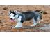 Reinrassige Blue Eye Siberian Husky Welp