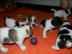 Jack Russell Terrier Babys