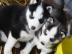 wundersch�ne Siberian Huskywelpen mit Pa