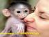 Nette Capuchino Monkeys bereit f�r die