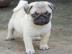 12 Wochen alt Mops Welpen