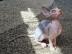 Sphynx Katzchen abgabebereit mit Stammba