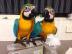 Zrtlich Blau und Gold Ara Papageien