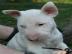 5 Miniatur Bullterrier Welpen