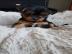 Yorkshire Terrier Yorki Welpen