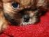 Traumhaft s��e Mini Mops-Chihuahua Edelm