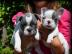 +Bildsch?ne- Franz?sische -Bulldoggen+++