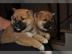 Reinrassige Shiba Inu Welpen suchen eine