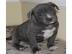 Pitbull Blueline Blue line Welpen