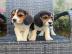 Reinrassige-Beagle-Welpen