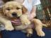 Wundersch�ne Golden Retriever Welpen f�r