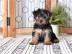 Sch?ne m?nnliche und weibliche Yorkie We