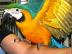 weiblichen Ara Papagei auf der Suche nac