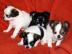Super mini Chihuahua Welpen, 10 Wochen a