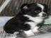 chihuahua welpen!