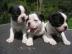 Franz�sisch Bulldog welpen