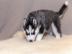 Reinrassige Pomsky Welpen