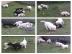Labrador Babys mit Papieren whatsapp Num