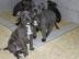 American Bully Welpen / TOP Linie