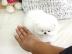 Wundersch�ne Zwergspitz-Pomeranian Welpe