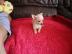Chihuahua Welpen zur Verf�gung