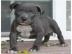 Pitbull Welpen Rude und Hundinnen