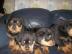 Wundersch�ne reinrassige Rottweilerwelpe