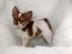 Bildh�bsche Mini Chihuahua Welpen