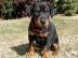 Dobermann Welpen