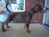 Dobermannwelpen mit VDH / DV Papieren