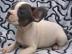 Franz�sische Bulldogge R�de Red /Fawn!