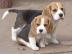 Beagle Welpen mit Papiere suchen ein zuh